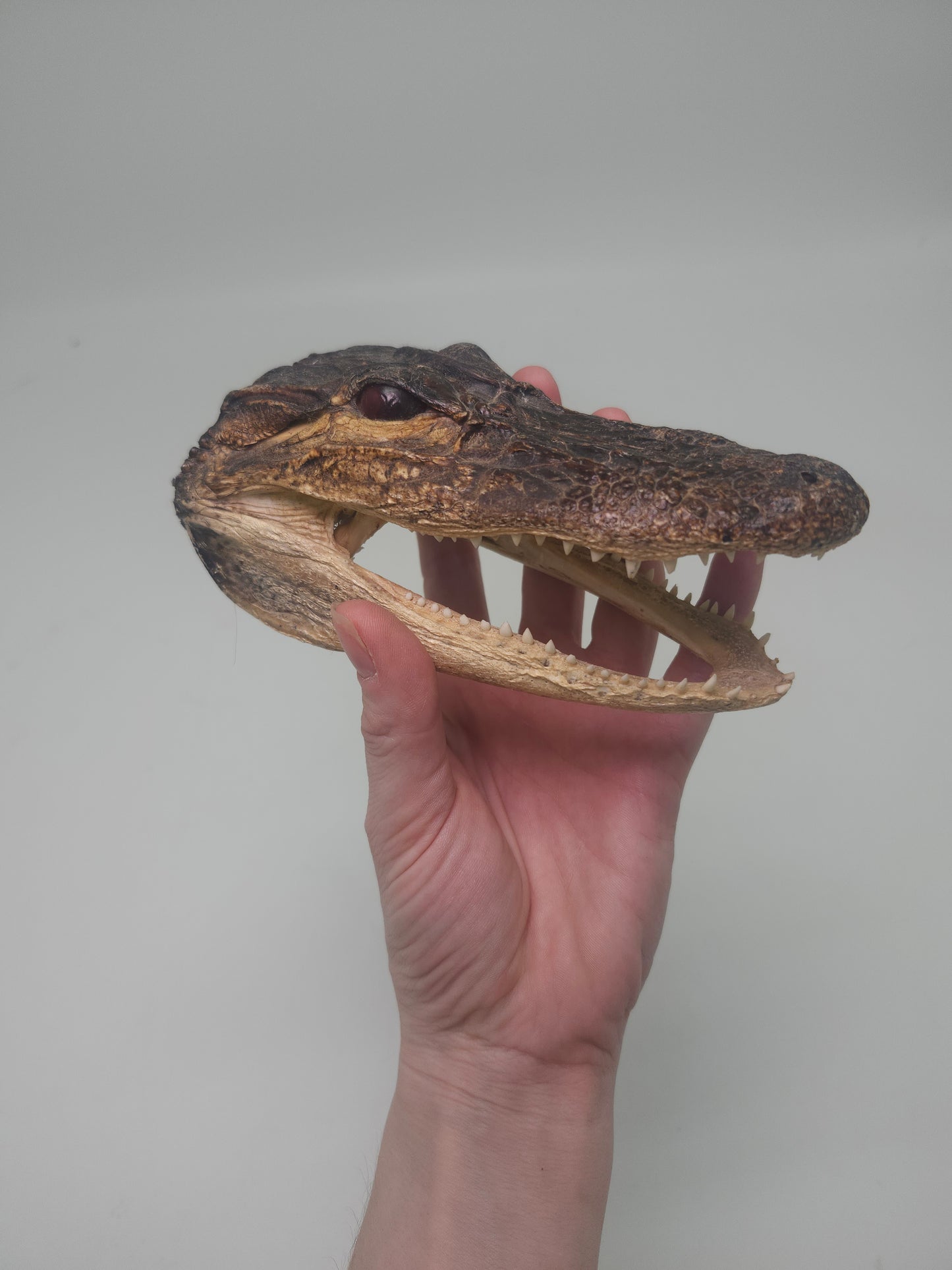 Taxidermy Alligator Head Vintage