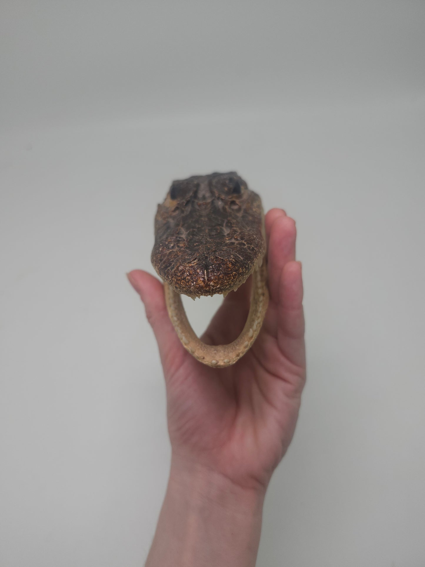 Taxidermy Alligator Head Vintage