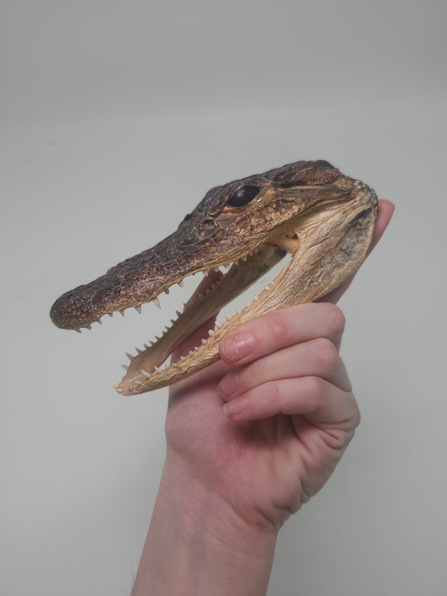 Taxidermy Alligator Head Vintage