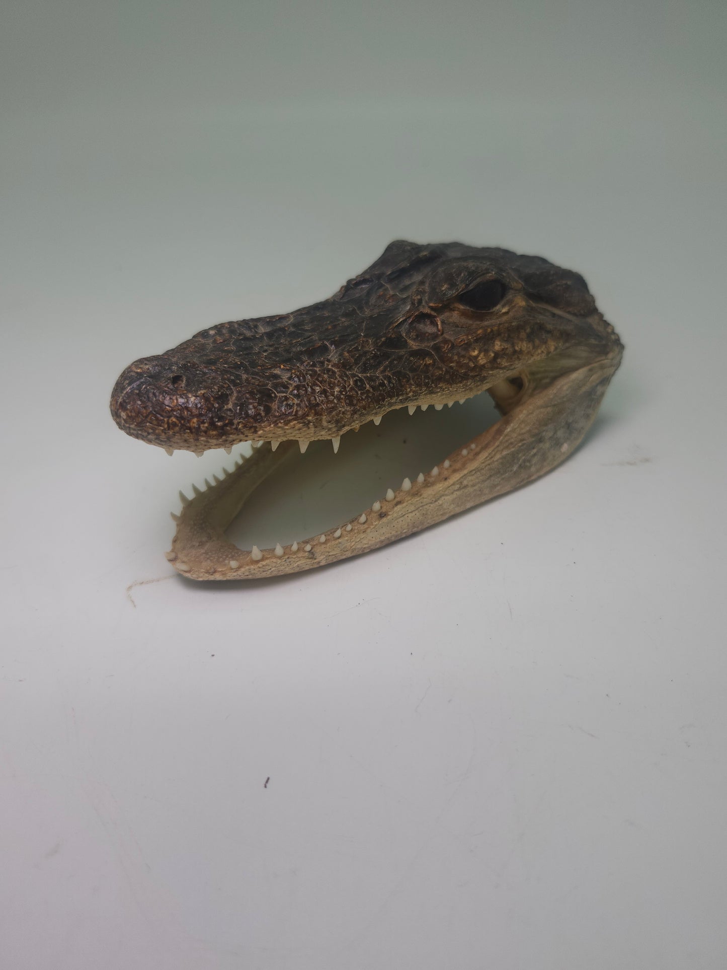 Taxidermy Alligator Head Vintage