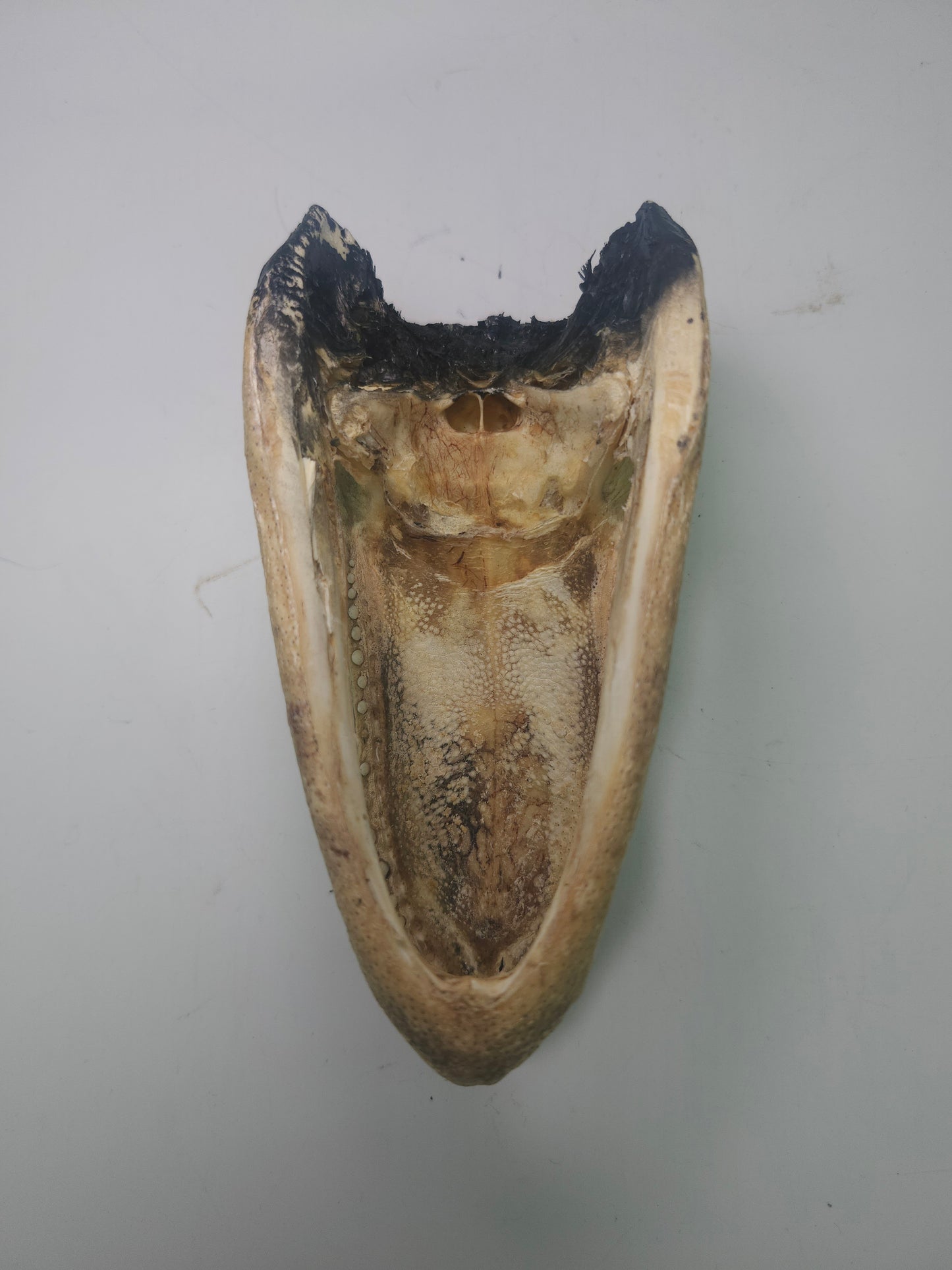 Taxidermy Alligator Head Vintage