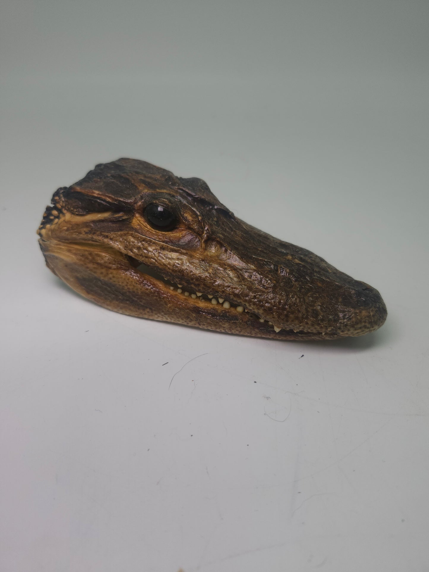 ~Taxidermy~ Vintage Alligator Head