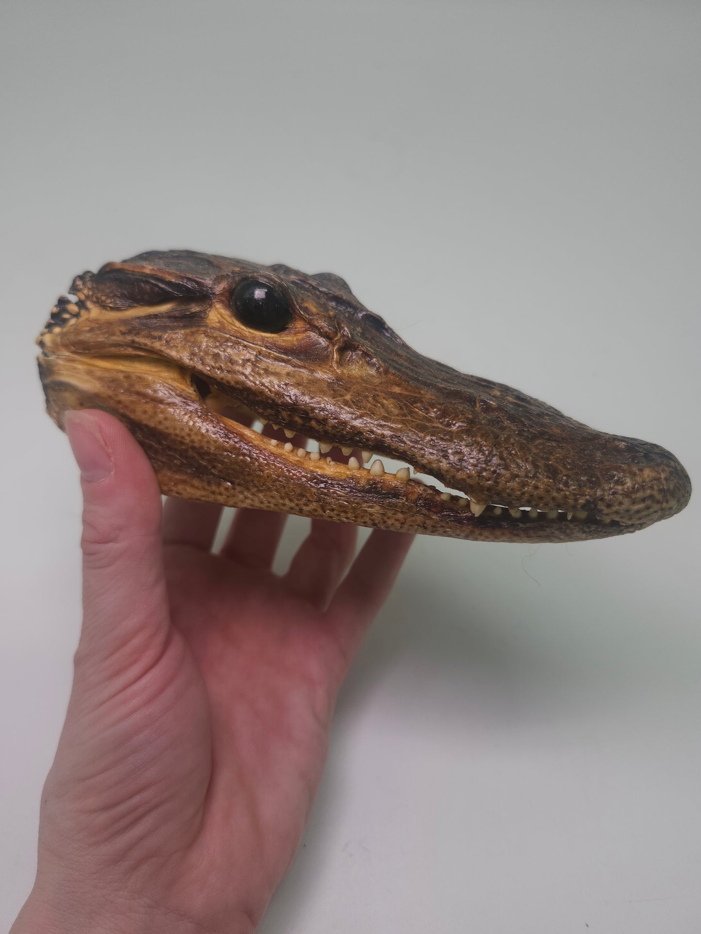 ~Taxidermy~ Vintage Alligator Head