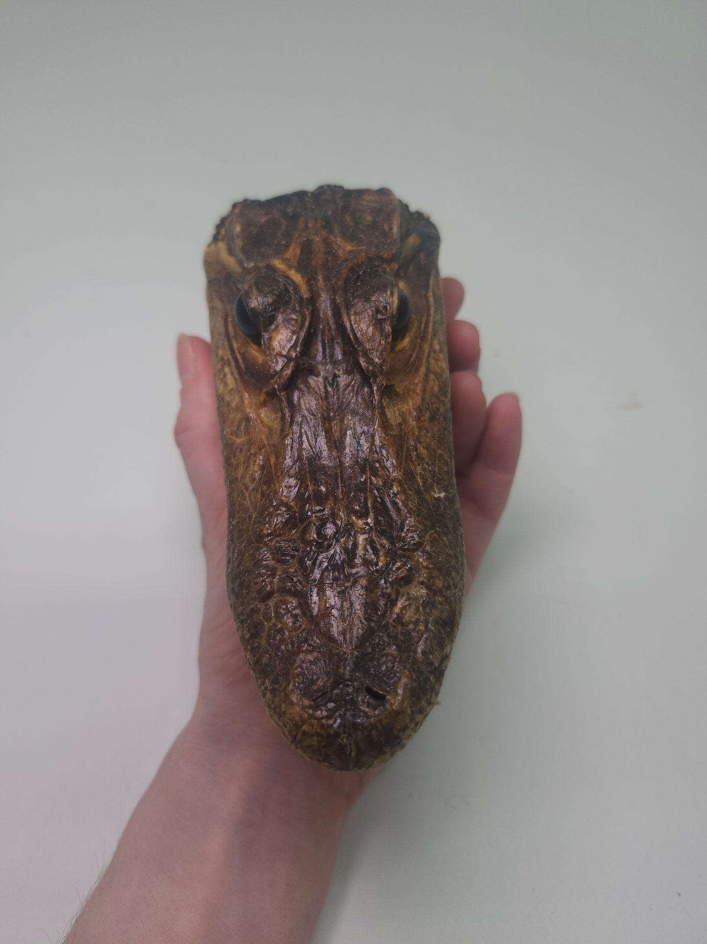 ~Taxidermy~ Vintage Alligator Head