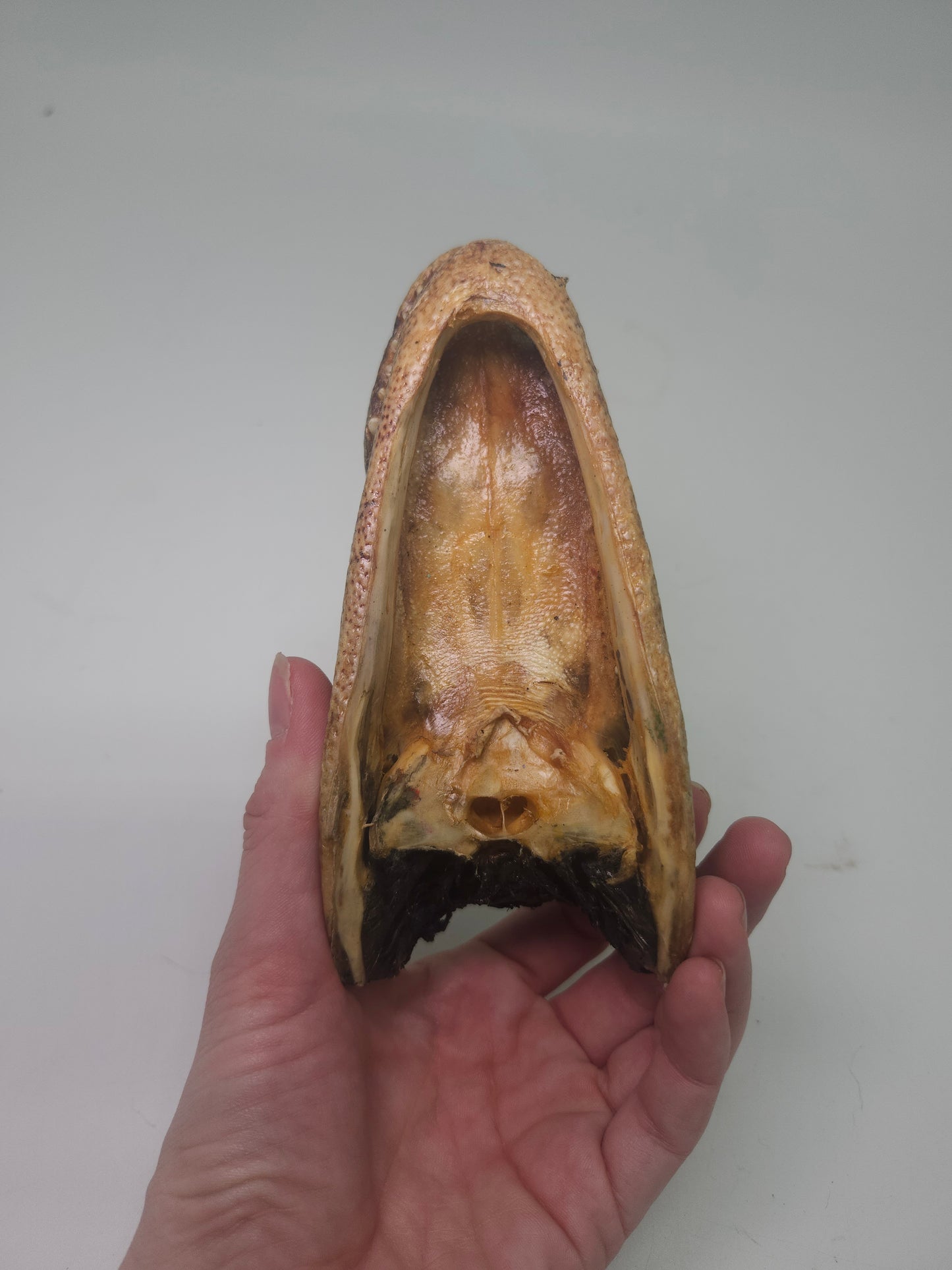 ~Taxidermy~ Vintage Alligator Head