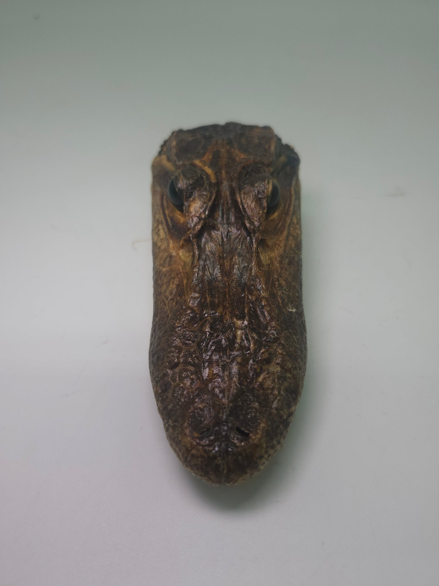 ~Taxidermy~ Vintage Alligator Head